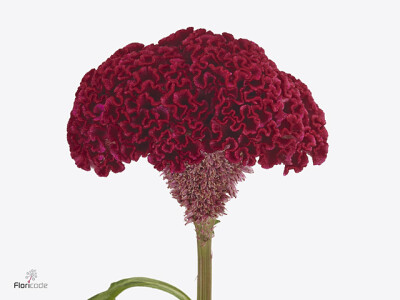 Celosia argentea (Cristata Grp) 'Reprise Velvet'