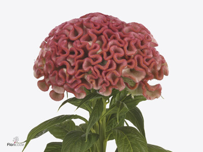 Celosia argentea (Cristata Grp) 'Unlimited Rose'