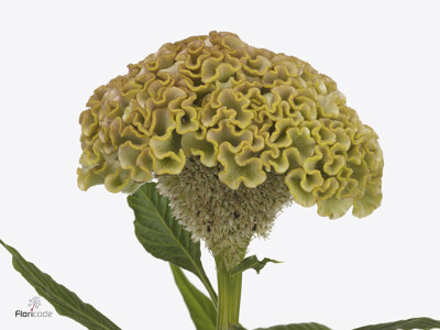 Celosia argentea (Cristata Grp) 'Reprise Yellow'