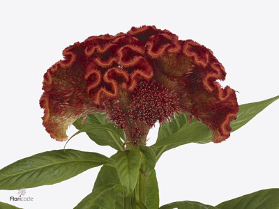 Celosia argentea (Cristata Grp) 'Red Ace'