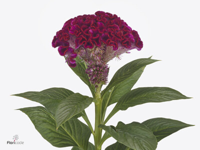 Celosia argentea (Cristata Grp) 'Mystic'