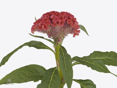 Celosia argentea (Cristata Grp) 'Coral Diamond'