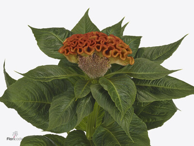 Celosia argentea (Cristata Grp) 'Sunshine Reggae'