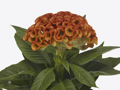 Celosia argentea (Cristata Grp) 'Indian Summer'