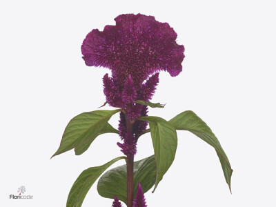 Celosia argentea (Cristata Grp) Purple Jack