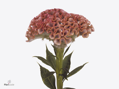 Celosia argentea (Cristata Grp) 'Muse Pink'