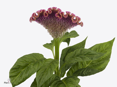 Celosia argentea (Cristata Grp) Clubs Rose