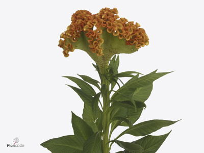 Celosia argentea (Cristata Grp) 'Muse Orange'