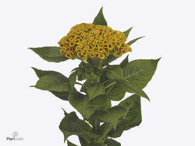 Celosia argentea (Cristata Grp) 'Moonshine Reggae'