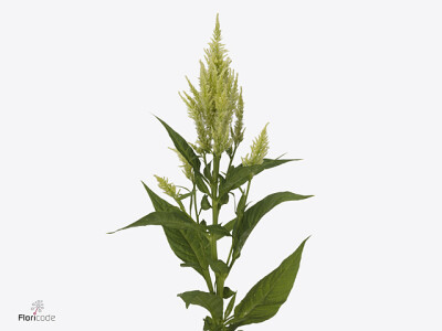 Celosia argentea (Plumosa Grp) Sunday Green