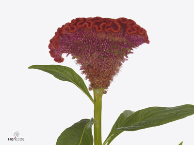 Celosia argentea (Cristata Grp) Clubs Orange