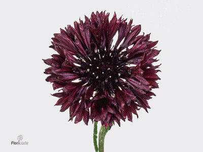 Centaurea cyanus 'Black Ball'