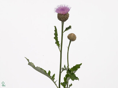 Centaurea 'Pulchra Major'