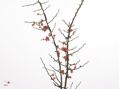 Chaenomeles japonica