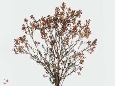 Chamelaucium 'Revelation'