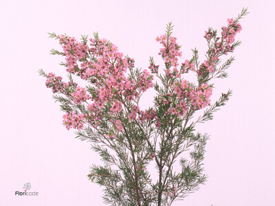 Chamelaucium uncinatum 'Hot Pink'