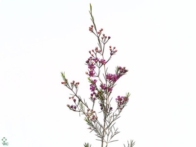 Chamelaucium 'Eden'