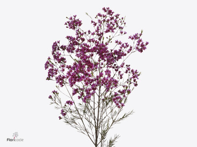 Chamelaucium uncinatum 'Ariel'
