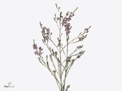 Chamelaucium uncinatum 'Hili'