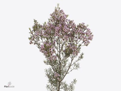 Chamelaucium uncinatum 'Titan'