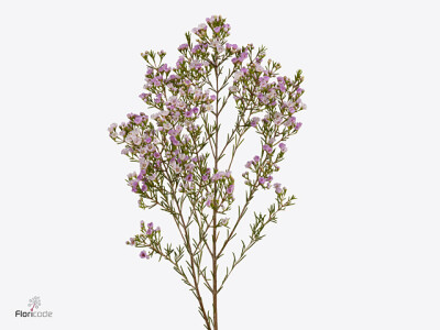 Chamelaucium uncinatum 'Pirouette'