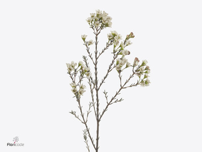 Chamelaucium uncinatum 'Ziv'