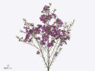 Chamelaucium uncinatum 'Royal Violet'