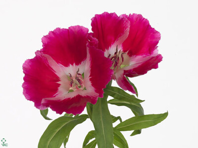 Clarkia amoena 'Grace Red'