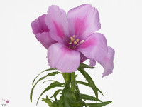 Clarkia amoena 'Grace Lavender'