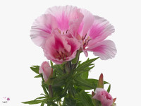 Clarkia amoena 'Grace Rose/Pink'