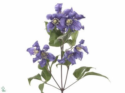 Clematis (Diversifolia Grp) Blue Pirouette