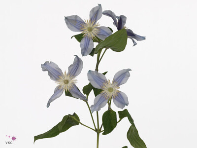 Clematis (Diversifolia Grp) Star River