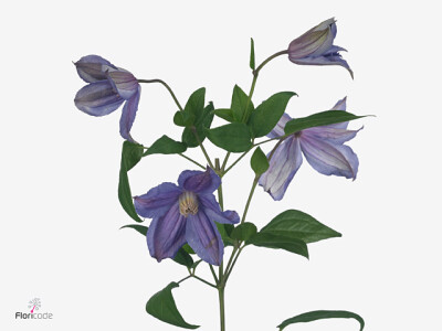 Clematis (Integrifolia Grp) Amazing Geneva