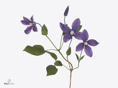 Clematis (Diversifolia Grp) Magical Blue