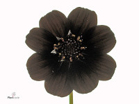 Cosmos atrosanguineus 'Black Beauty'