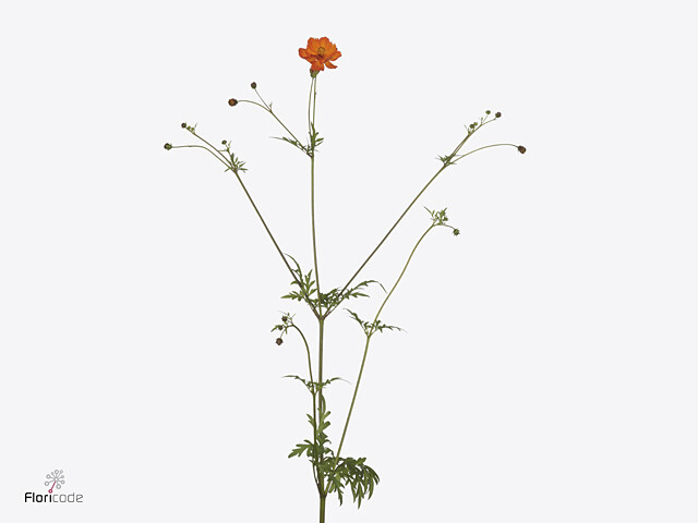 All about the Cosmos (Cosmea) - Tips and care | 365 days of