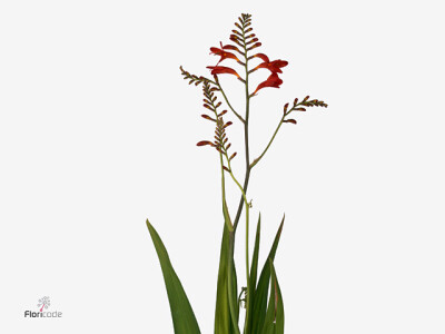 Crocosmia 'Emberglow'