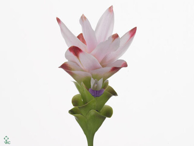 Curcuma alismatifolia Siam Sunrise