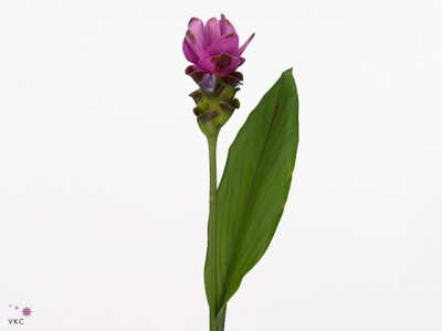 Curcuma Siam Shadow