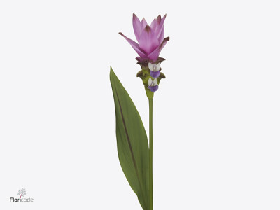 Curcuma alismatifolia Siam Supreme