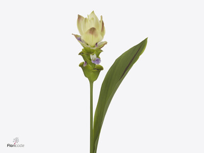 Curcuma alismatifolia Siam Solar