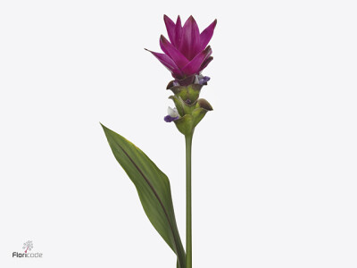 Curcuma alismatifolia Siam Soul