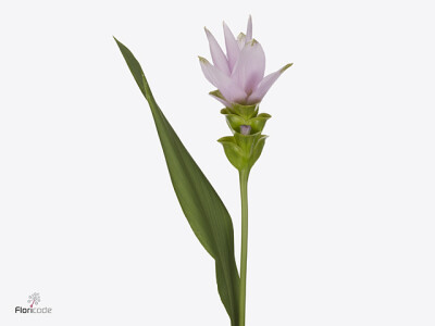 Curcuma alismatifolia Siam Splendid