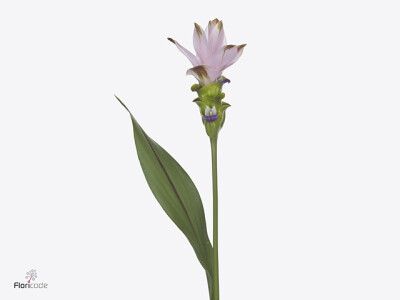 Curcuma alismatifolia Siam Swing