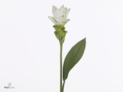 Curcuma alismatifolia Siam Spirit