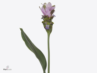 Curcuma alismatifolia Siam Shadow Pink