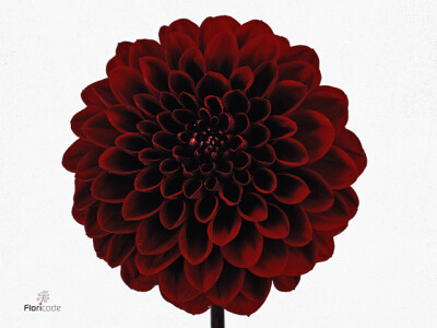 Dahlia (Decorative Grp) 'Night Queen'