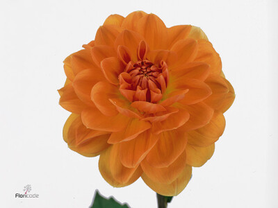 Dahlia (Decorative Grp) 'Chanel'