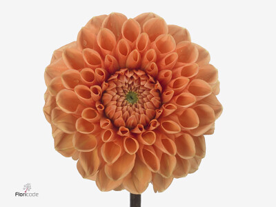 Dahlia (Semi-Cactus Grp) 'Sylvia'