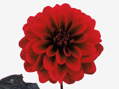 Dahlia (Decorative Grp) 'Karma Naomi'